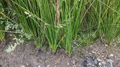 Juncus balticus ater