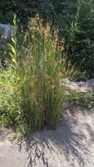 Juncus balticus ater