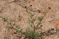 Lasiospermum brachyglossum