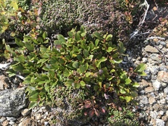 Salix uva-ursi