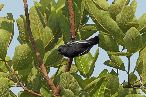 Melaniparus leucomelas