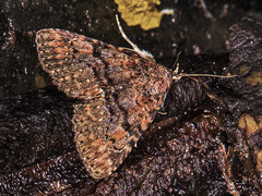 Metalectra quadrisignata