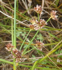 Juncus oxycarpus