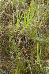Juncus oxycarpus