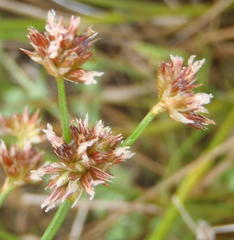 Juncus oxycarpus