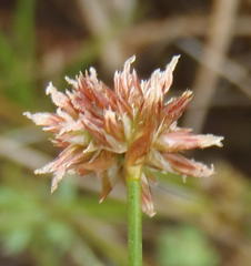Juncus oxycarpus
