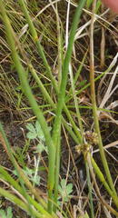 Juncus oxycarpus