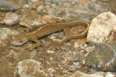 Pyrenean Brook Newt photo 4