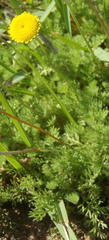 Cotula discolor