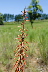 Kniphofia laxiflora