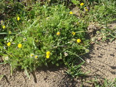 Cotula discolor