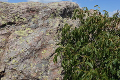 Iphiclides podalirius