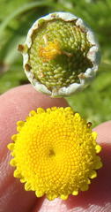 Cotula discolor
