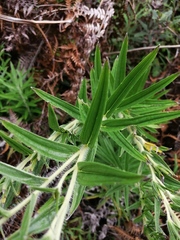 Lithospermum trinervium