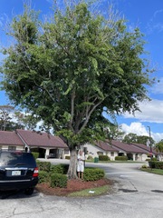 Dalbergia latifolia