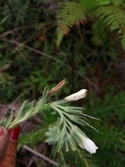 Lithospermum trinervium