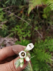 Lithospermum trinervium