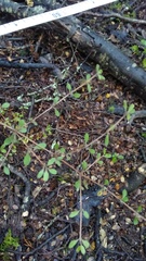 Coprosma propinqua propinqua