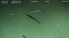 Thaleichthys pacificus