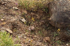 Cyanella