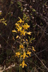 Cyanella