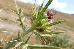 Coccinella septempunctata