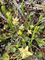 Cassiope tetragona