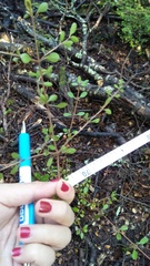 Coprosma propinqua propinqua