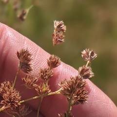 Juncus dubius