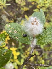 Chrysomela aeneicollis