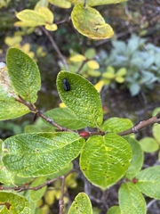 Chrysomela aeneicollis