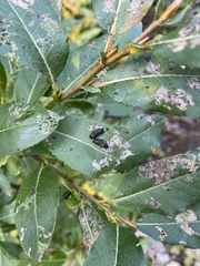 Chrysomela aeneicollis