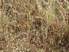 Pentameris pholiuroides