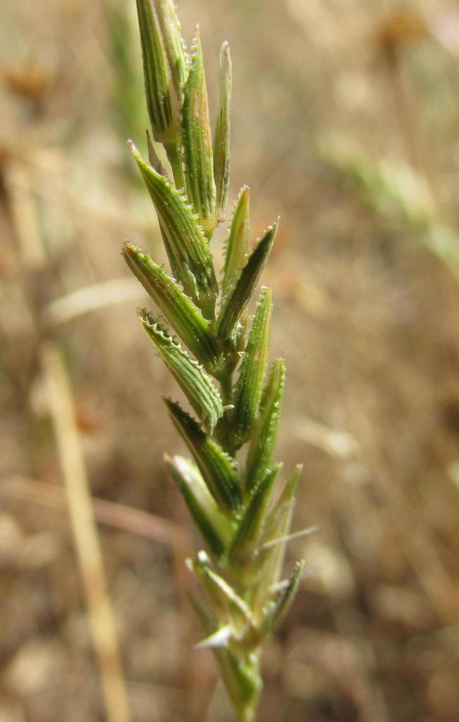 Pentameris pholiuroides