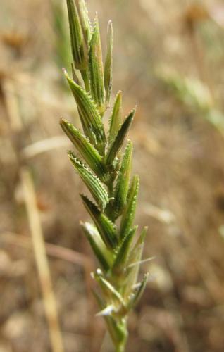 Prionanthium