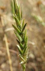 Pentameris pholiuroides