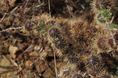 Asparagus capensis capensis