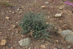 Asparagus capensis capensis