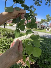 Dalbergia latifolia