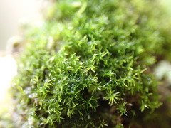 Eucladium verticillatum