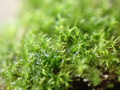 Eucladium verticillatum