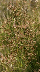 Juncus rugulosus