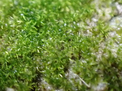 Eucladium verticillatum