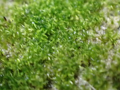 Eucladium verticillatum