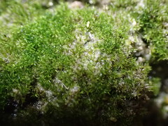 Eucladium verticillatum