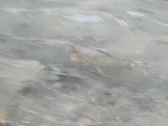 Oncorhynchus clarkii