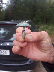 Stropharia aeruginosa