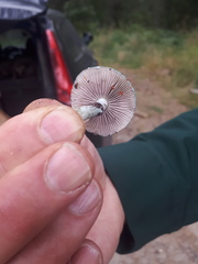 Stropharia aeruginosa