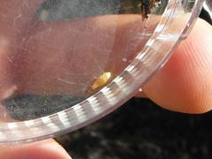 Nicoletiidae