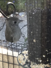 Baeolophus inornatus